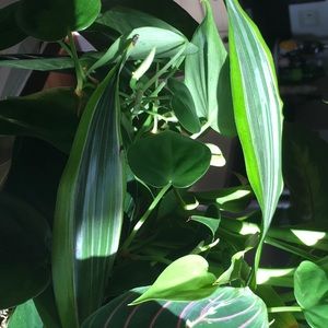 Meet your Posher, Suzanne